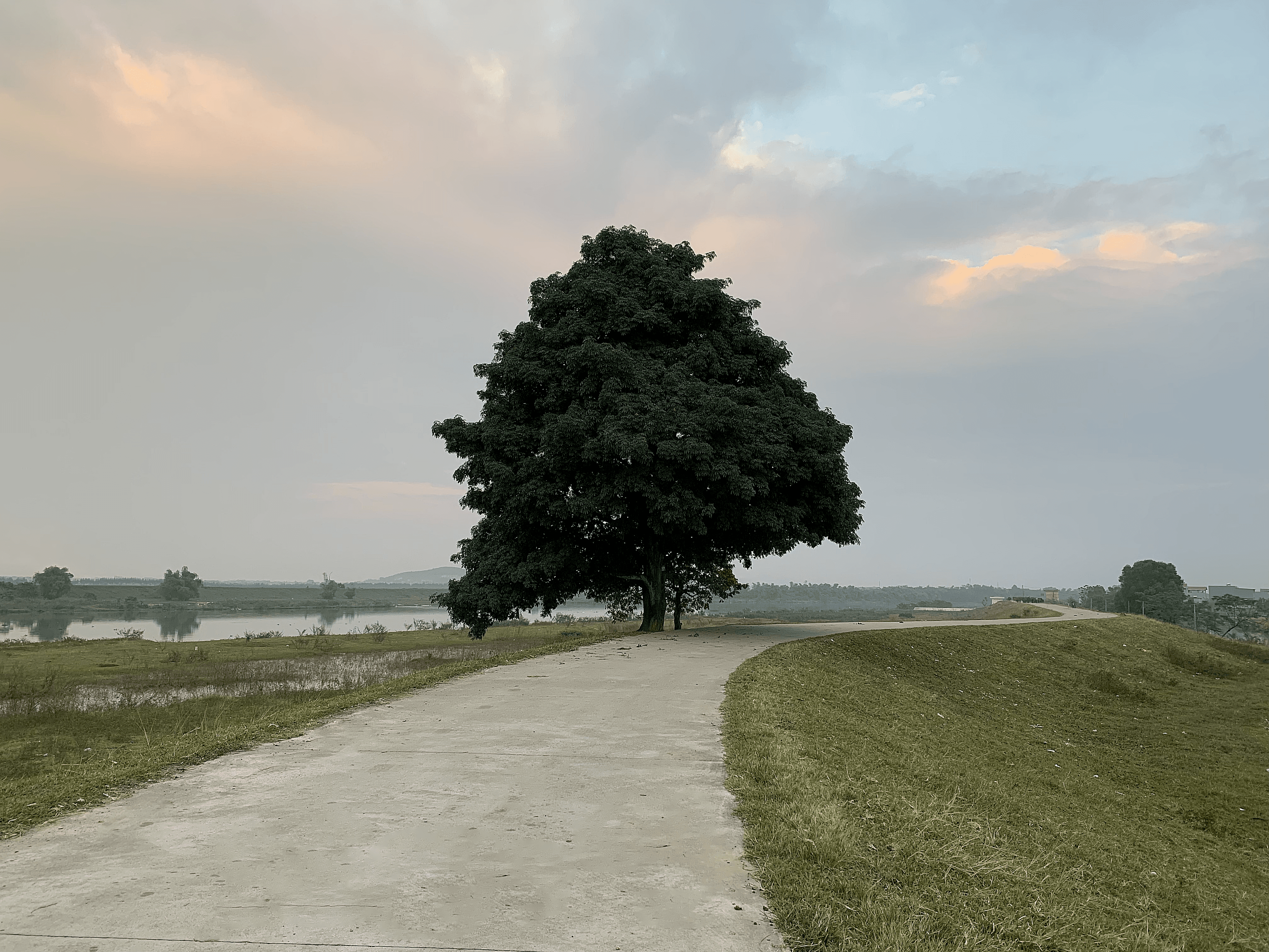 lone tree